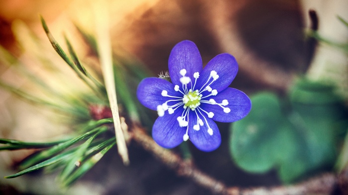 flowers, macro, plants