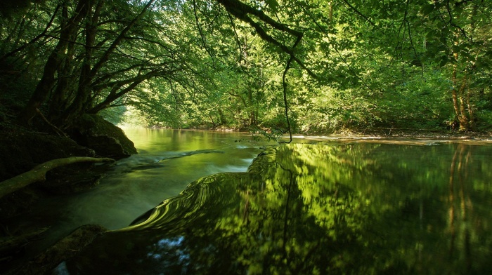 trees, river, plants, reflection, landscape