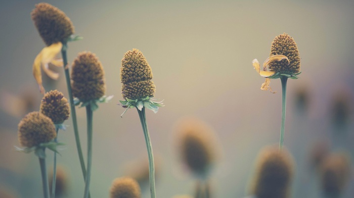 macro, plants