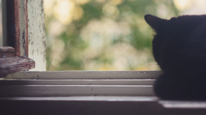cat, window, animals
