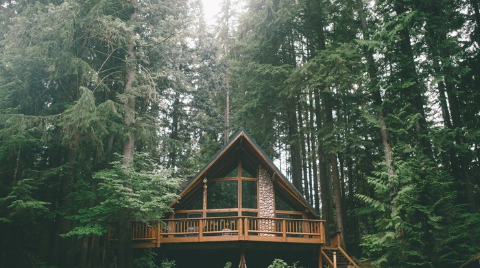 trees, forest, house, Vacations