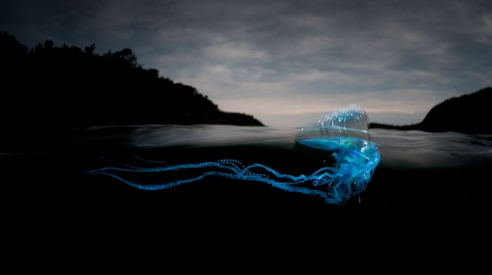 animals, sea