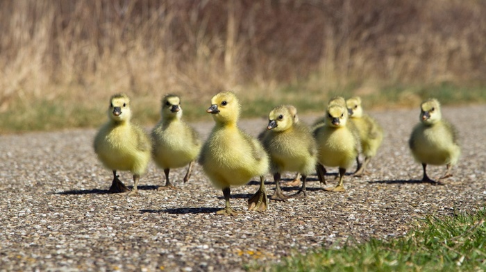 animals, birds