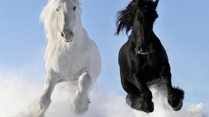 snow, horse, nature, black