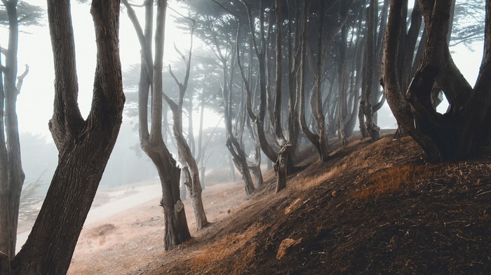 forest, nature