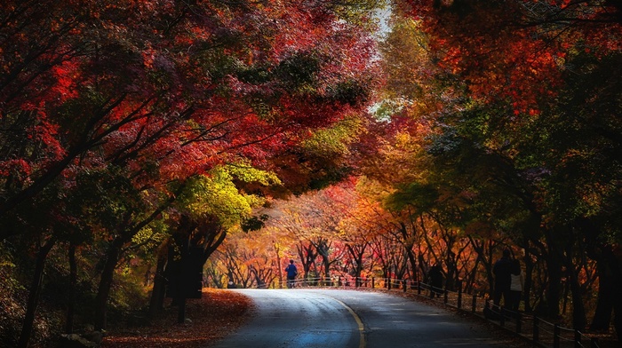 blue, people, trees, red, fall, nature, road, leaves, yellow, green, tunnel, landscape