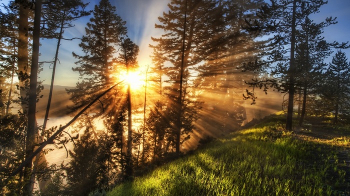 mist, trees, sun rays, Yellowstone National Park, sunrise, landscape, green, grass, nature, path