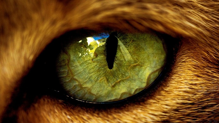 eyes, animals