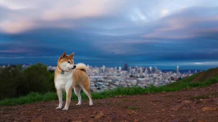 Shiba Inu, dog