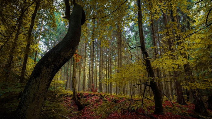 leaves, nature, trees