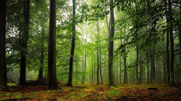 leaves, trees, nature, forest