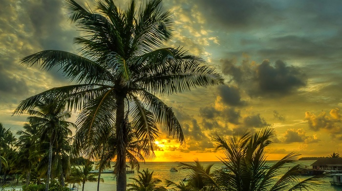 landscape, palm trees, Maldives