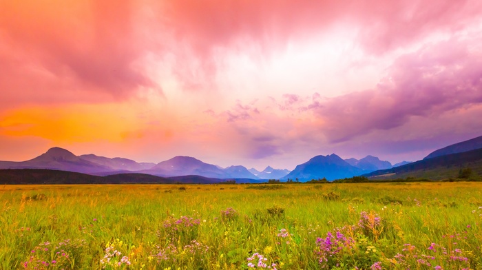 birds, field, landscape