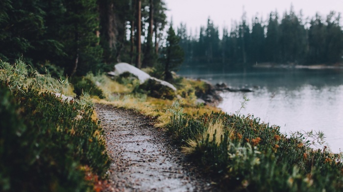 landscape, path, lake, trees