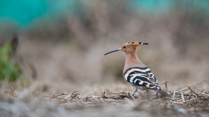 birds, animals