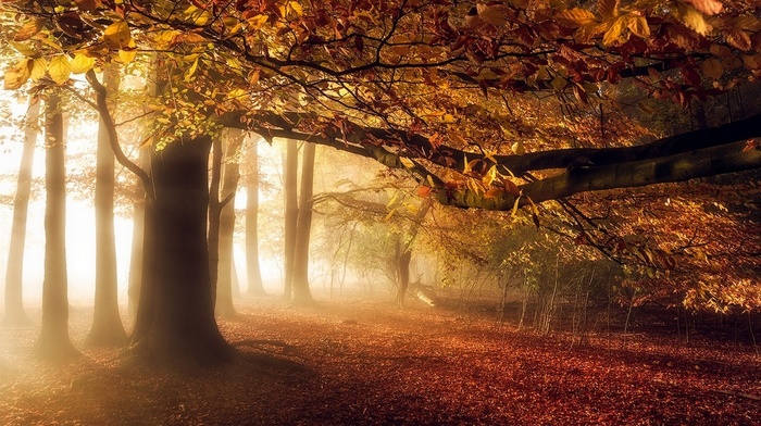 sunlight, leaves, atmosphere, sunrise, nature, trees, mist, forest, landscape, fall