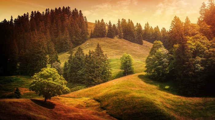 trees, forest, landscape