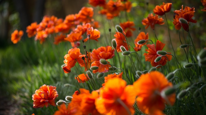 flowers, plants