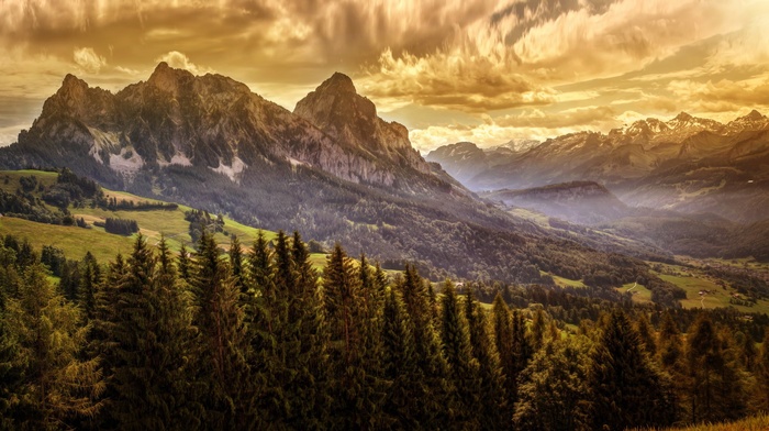trees, landscape