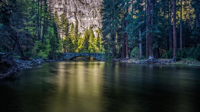 trees, bridge, river