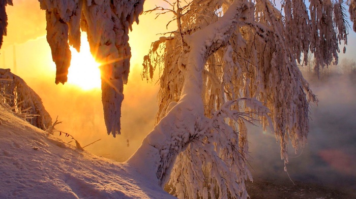 trees, Sun, snow