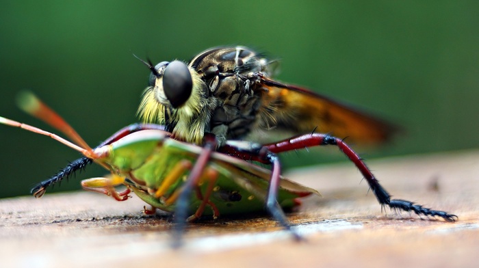 flies, macro, animals, insect