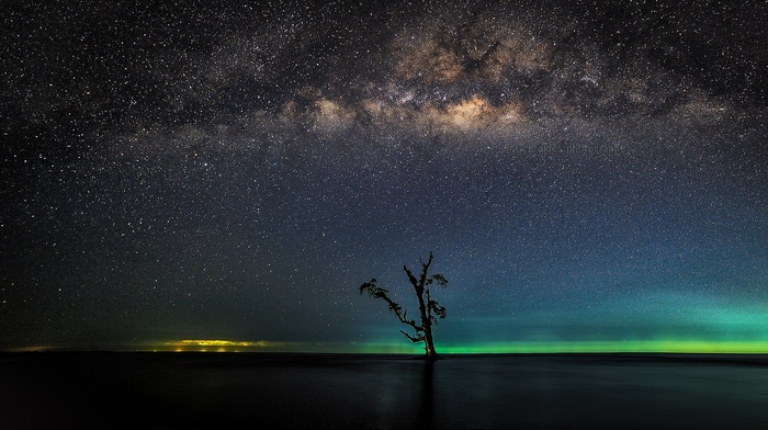 trees, sea, stars