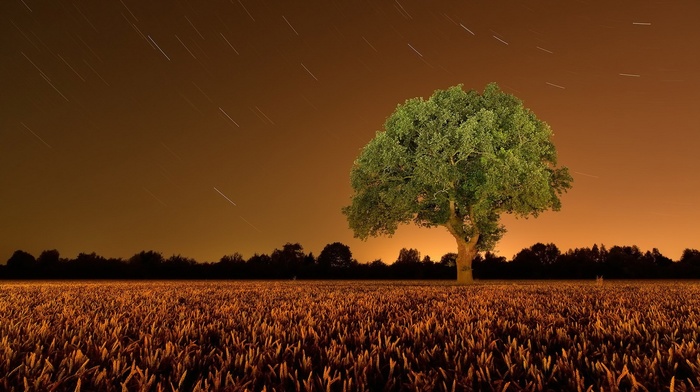 field, trees, landscape