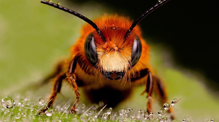 hymenoptera, bees, insect, macro