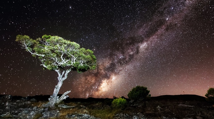 trees, stars, landscape