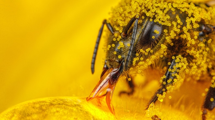 hymenoptera, pollen, insect, macro, bees