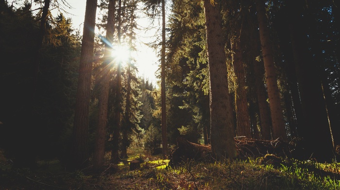 trees