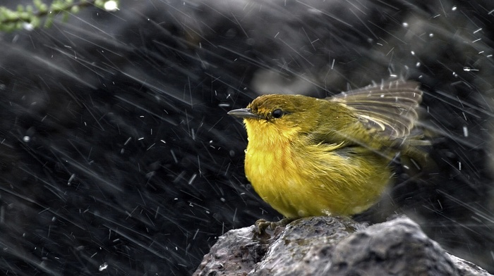 birds, water drops, rock, rain