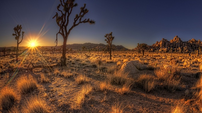 trees, desert