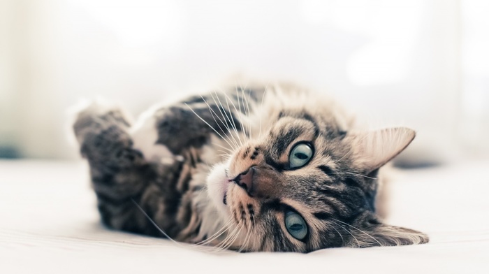 animals, photography