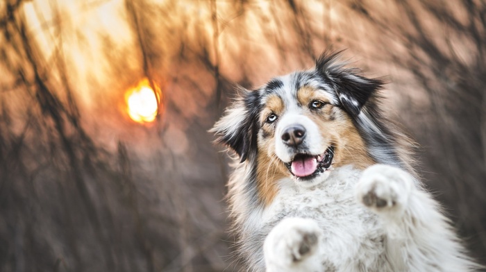 animals, photography