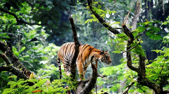photography, animals