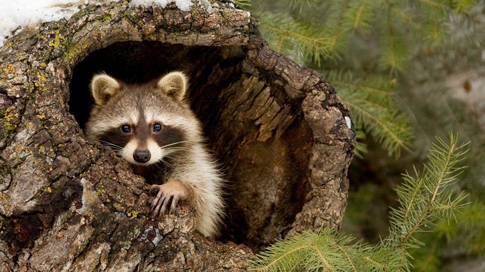 photography, animals
