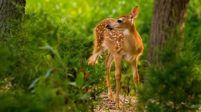 deer, mammals, animals, nature