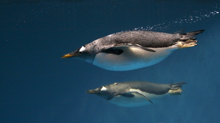 penguins, underwater, animals, birds