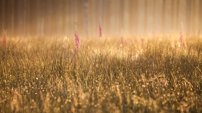 plants, grass