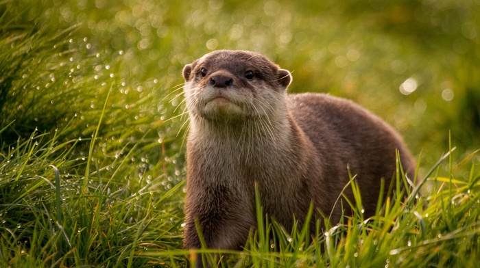 grass, depth of field, otters, animals, mammals