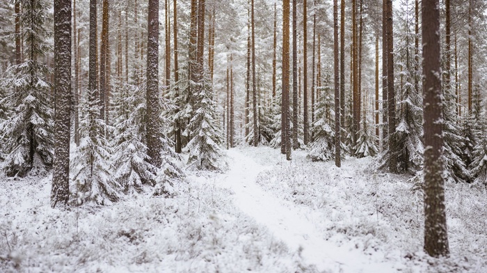 snow, landscape, trees