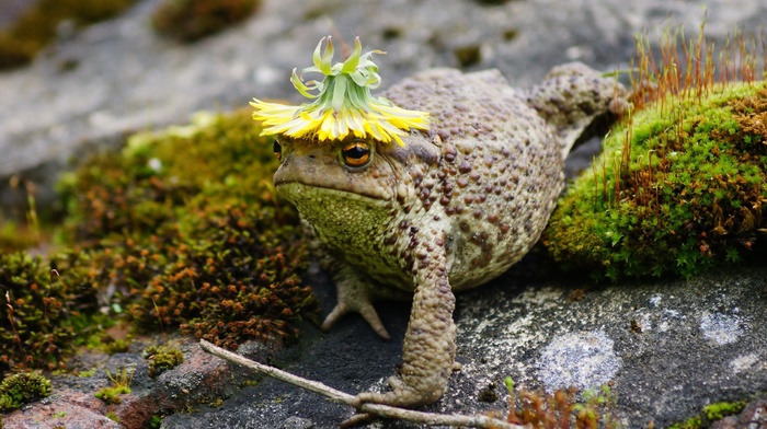 animals, moss, macro, toad