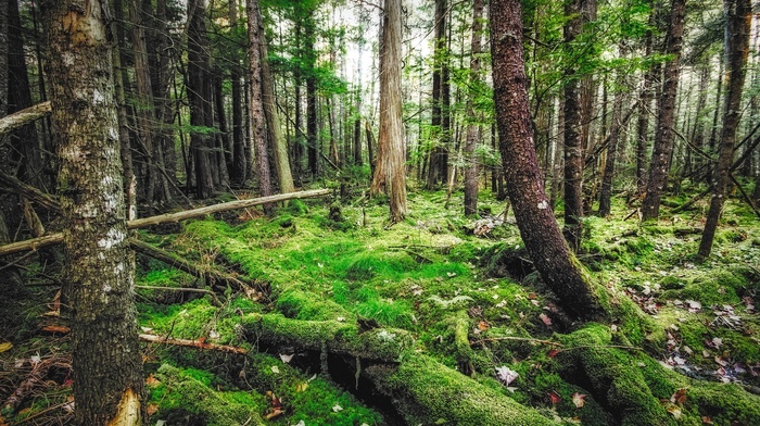 photography, nature