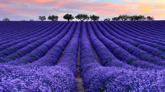 nature, photography, colorful, lavender