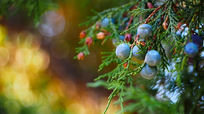 plants, macro