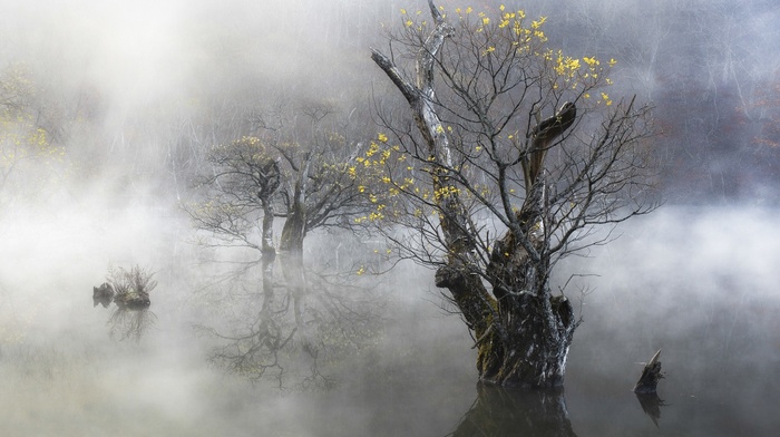 water, morning, yellow, South Korea, mist, nature, leaves, trees, hill, landscape