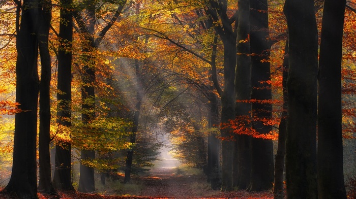 morning, nature, mist, path, atmosphere, landscape, Netherlands, sun rays, sunlight, leaves, forest, fall, trees
