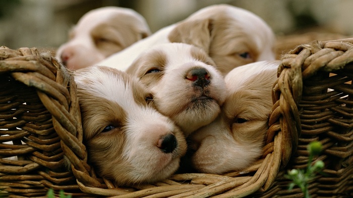 baskets, dog, animals, baby animals, puppies